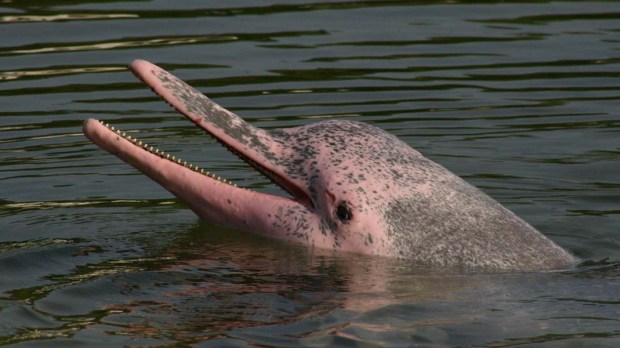 PINK,DOLPHIN,RIVER,AMAZON