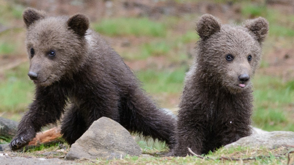 Brown Bear Cubs