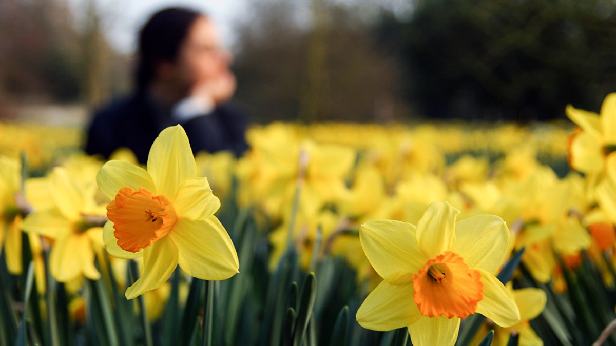 Woman in Flower Field