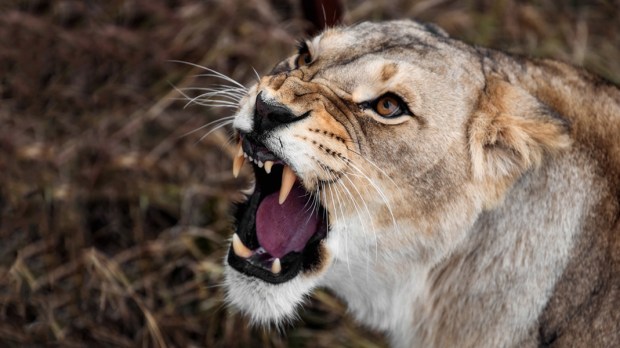 LIONESS,GROWLING