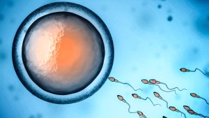 SPERM AND EGG CELL