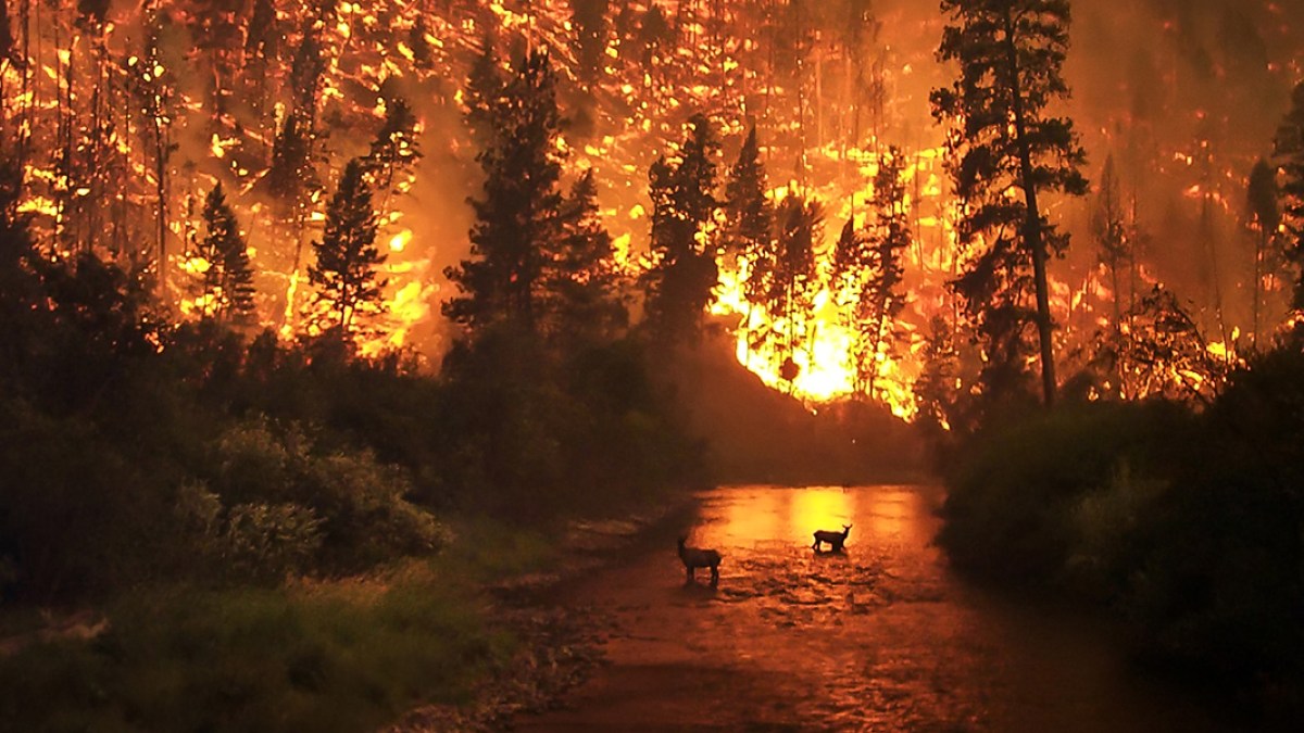 WILDFIRE