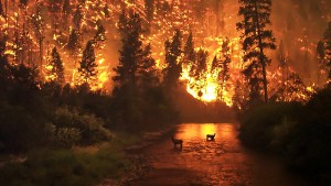 WILDFIRE