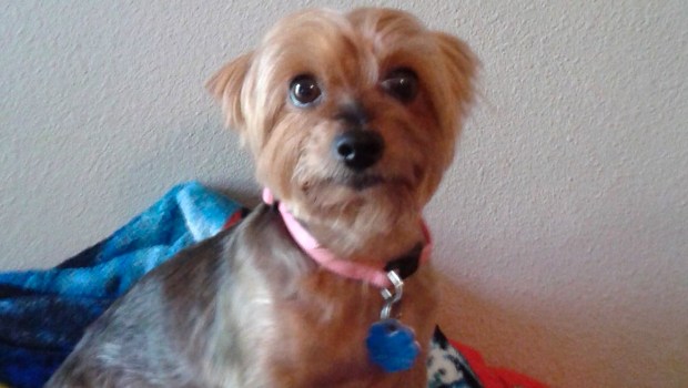 JOANIE SIMPSON,DOG