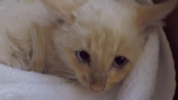 FROZEN KITTEN BROUGHT BACK TO LIFE