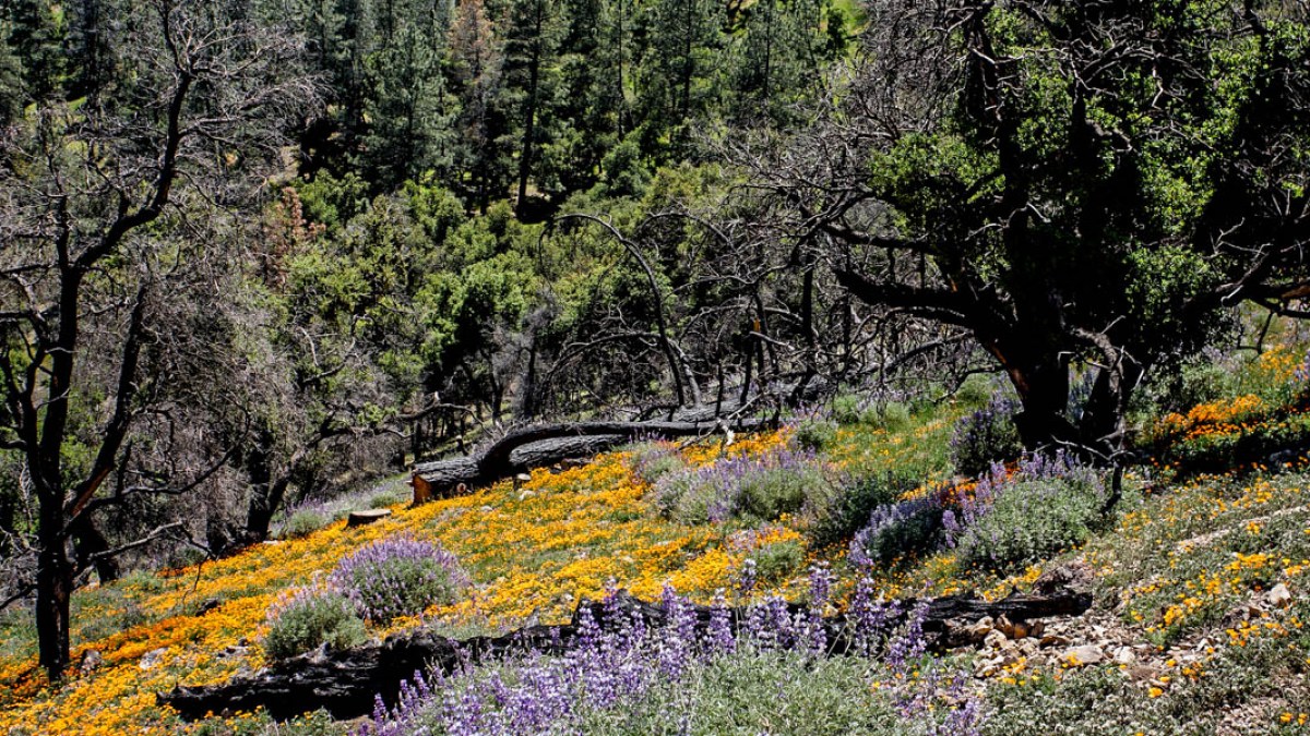 WILD FLOWERS ON A MOUNTAIN