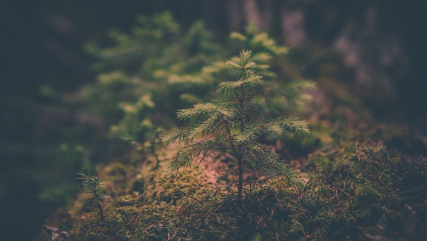 PLANT