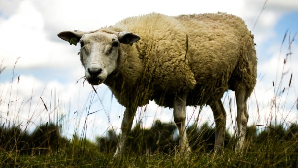 SHEEP