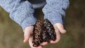 Child Holding Pinecones