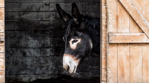 DONKEY AT STABLE DOOR