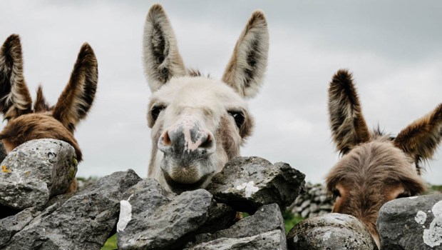 3 DONKEYS