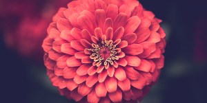 Wonder leads to knowing