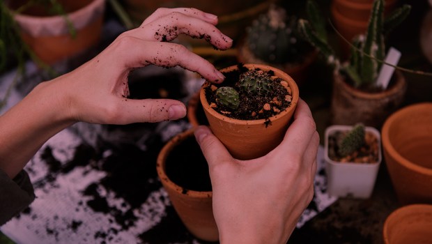 PLANT