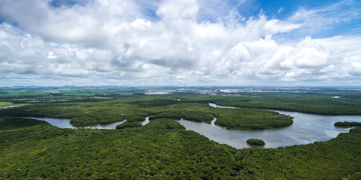 Amazon forest