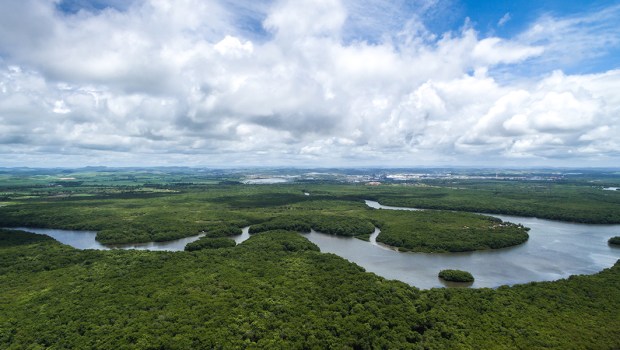 Amazon forest