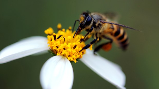 BEE,FLOWER