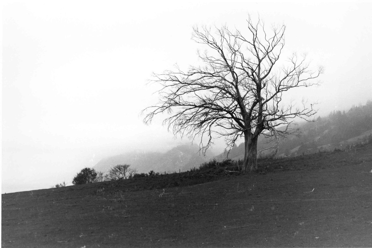 THOMAS MERTON,PHOTOGRAPHER