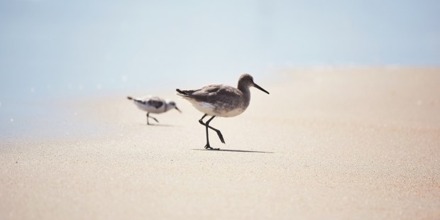 BIRDS