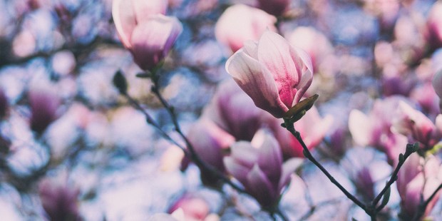 SPRING