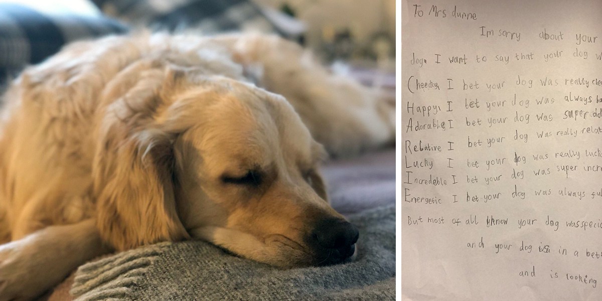 GOLDEN RETRIEVER PET