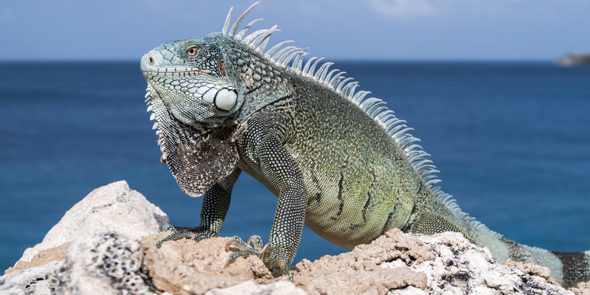 IGUANA,BEACH