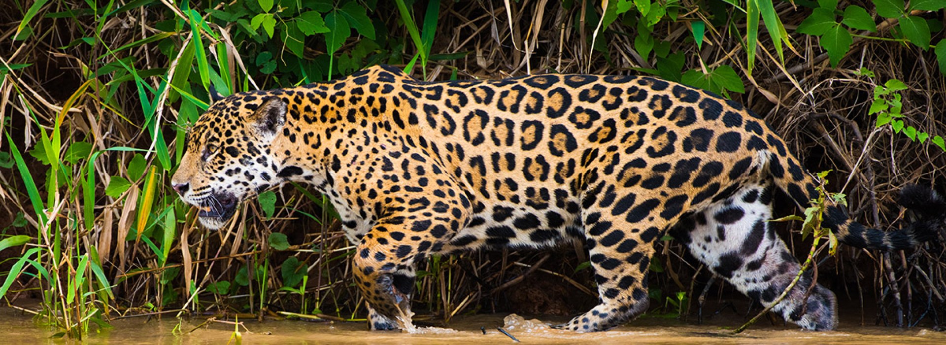 JAGUAR
