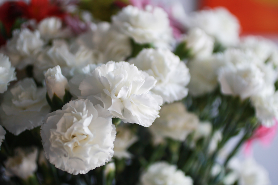 WHITE CARNATIONS