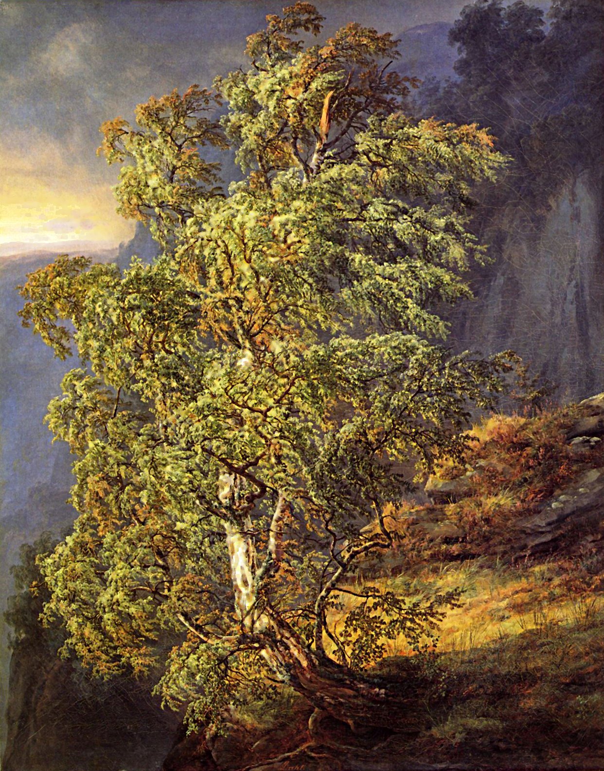 DAHL BIRCH TREE