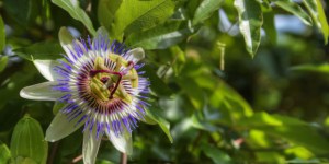In pictures: The lovely spiritual symbolism of flowers