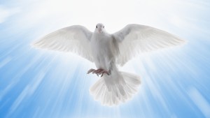 HOLY SPIRIT,DOVE