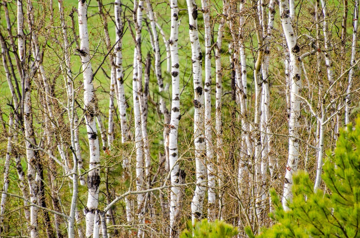 ASPEN TREE