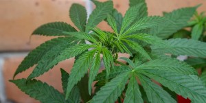 Canada allows marijuana use for all adults