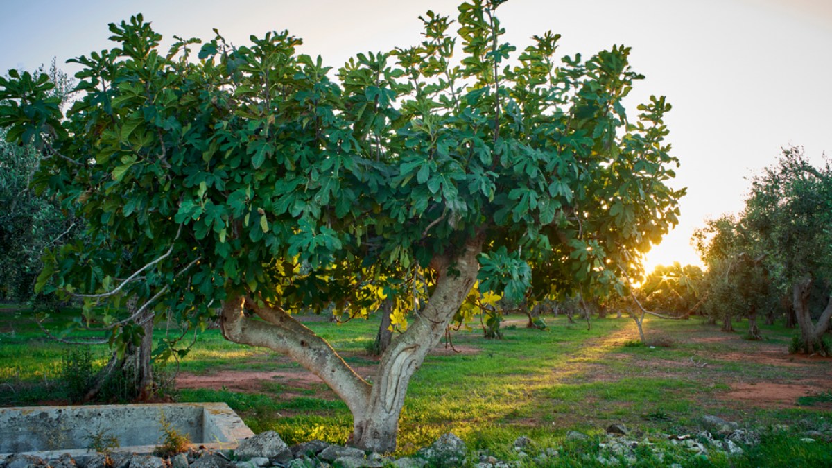 WEB-FIG-TREE-ITALY-De Cogi66 I Shutterstock