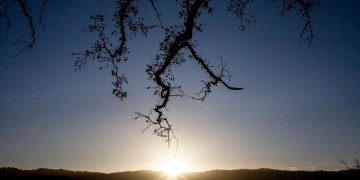 The surprising symbolism of trees in Christianity --Aleteia