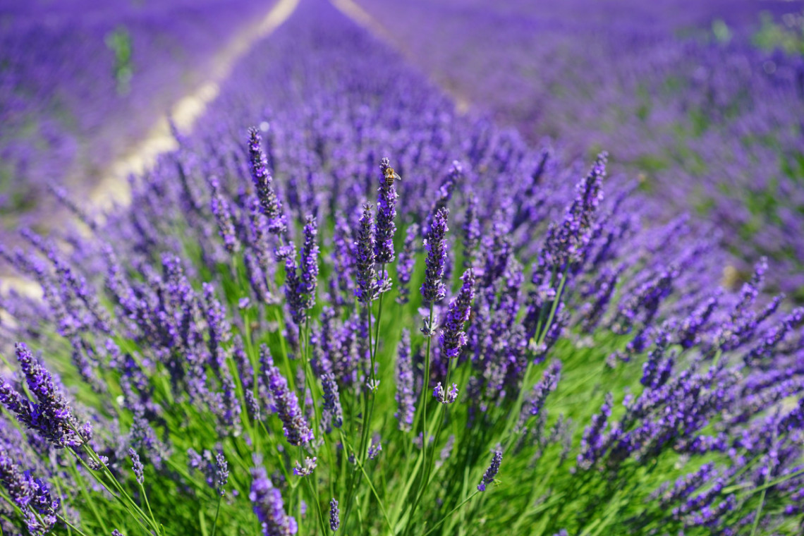 LAVENDER