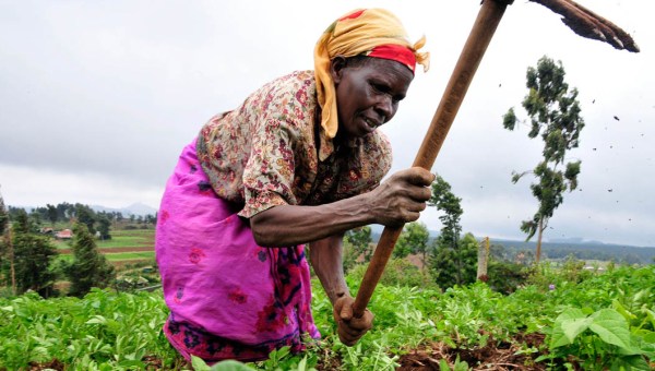 KENYA,FARMER
