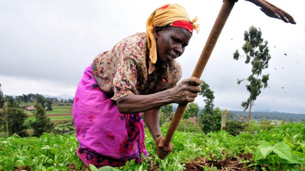 KENYA,FARMER