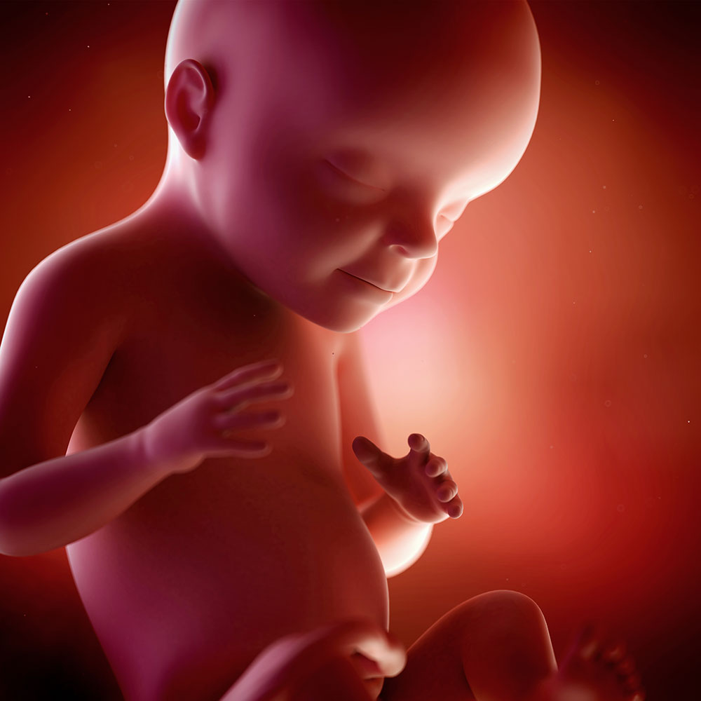 The Story Of Your Babys Life From Conception To Birth In Images 3490