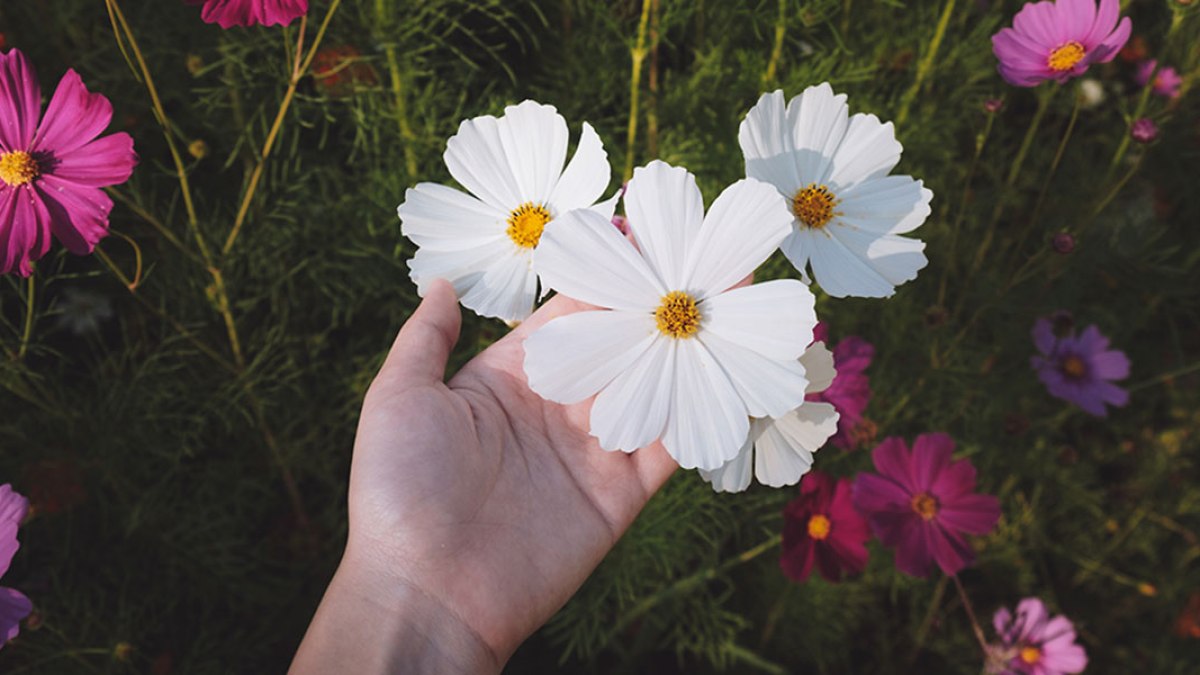 FIELD OF FLOWERS