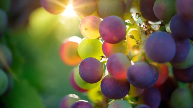 grapes-3550733_960_720