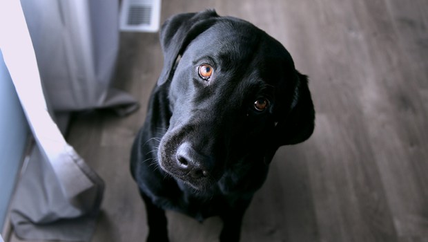 DOG,LOOKING