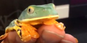 Find out why this species of frog is named after a 3-year-old girl
