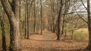 FALL DAY,PATH