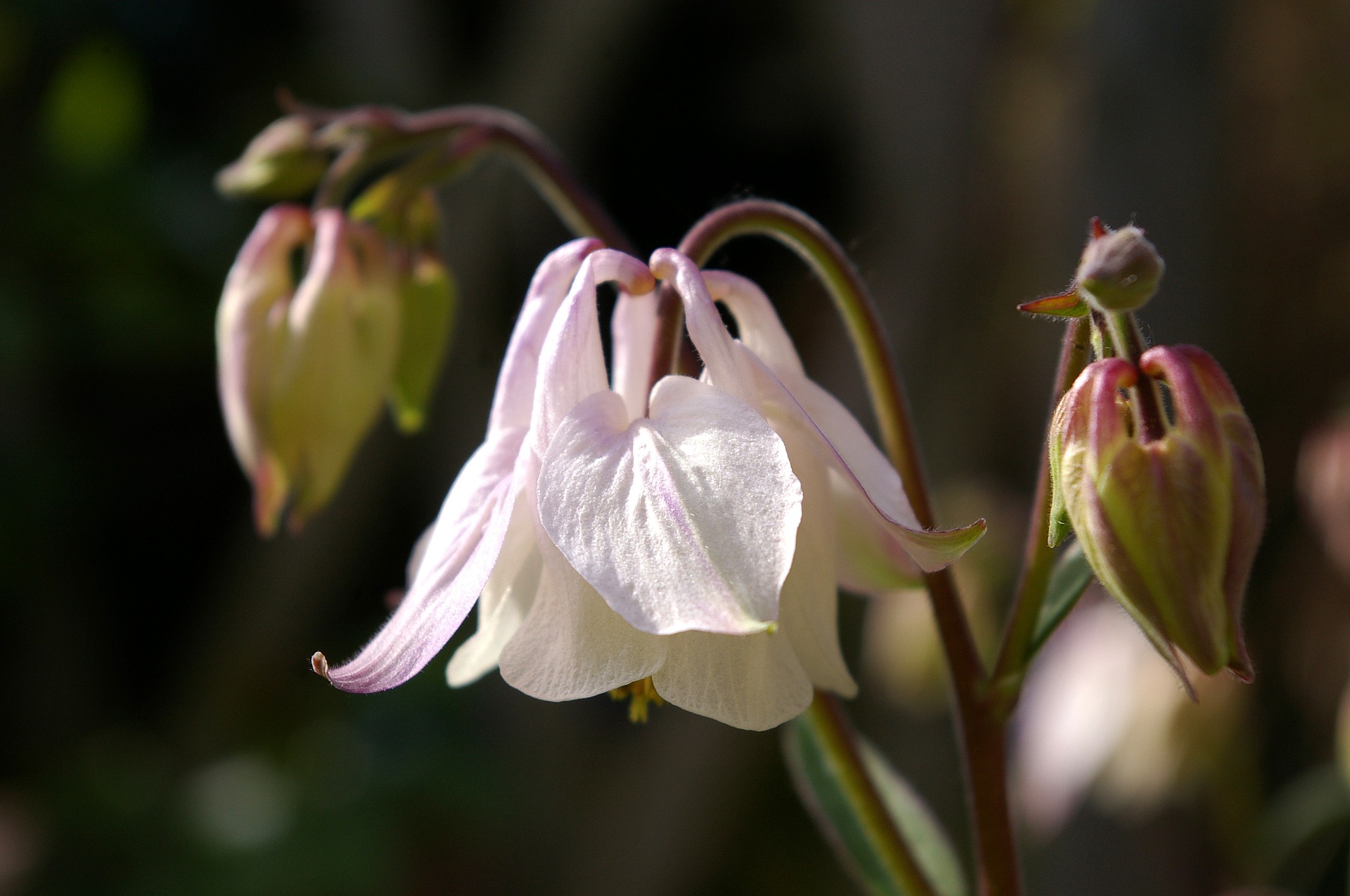 COLUMBINE FLOWER