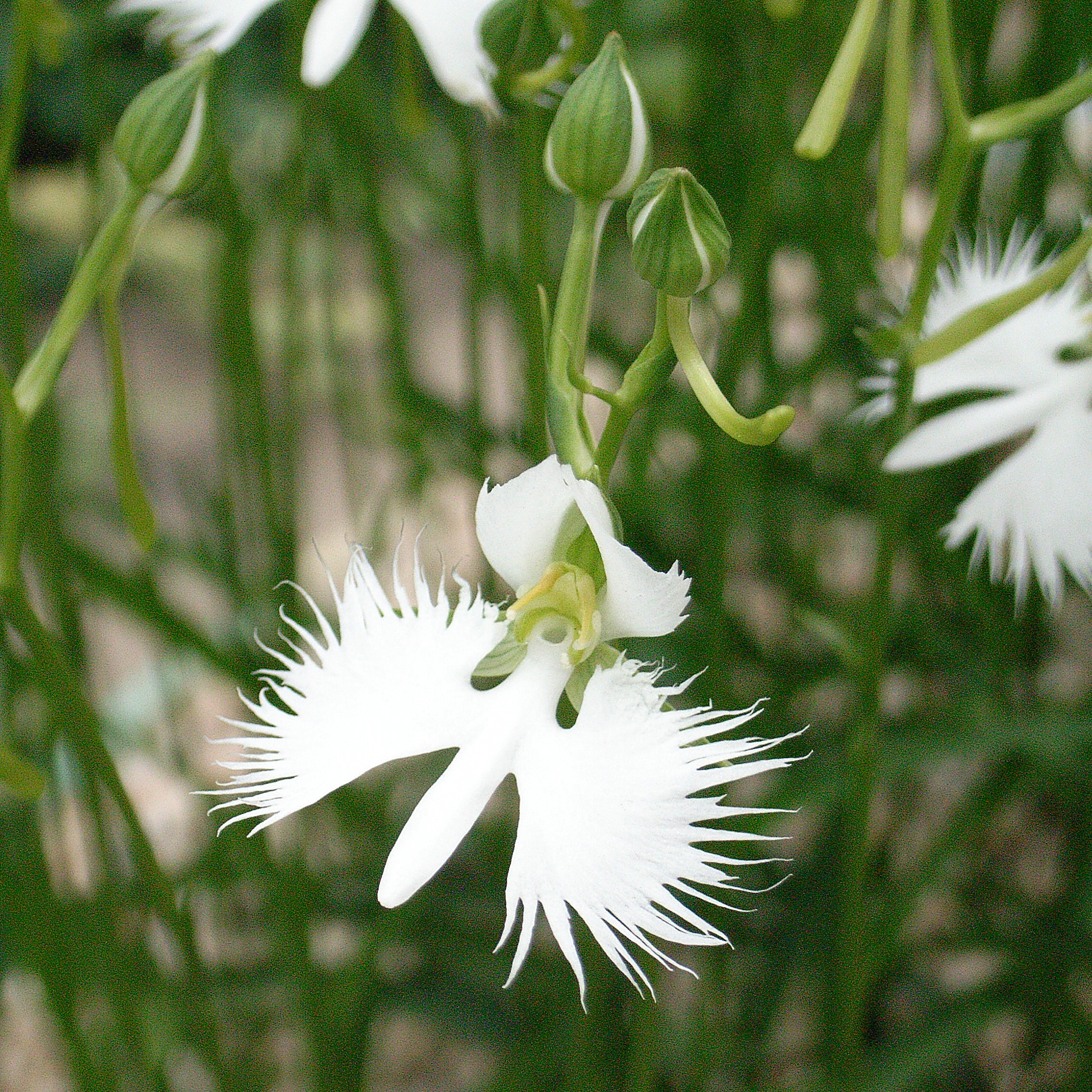 HABENARIA RADIATA