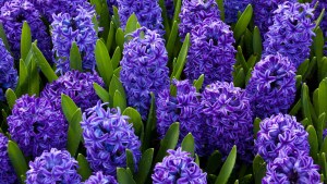 BLUE HYACINTHS