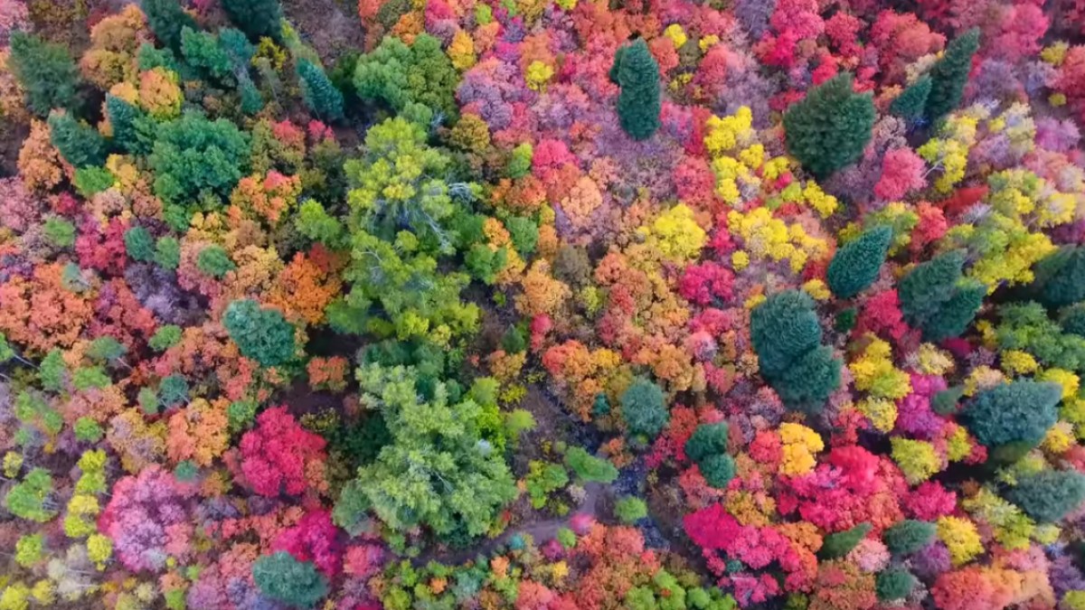 FALL,FOLIAGE