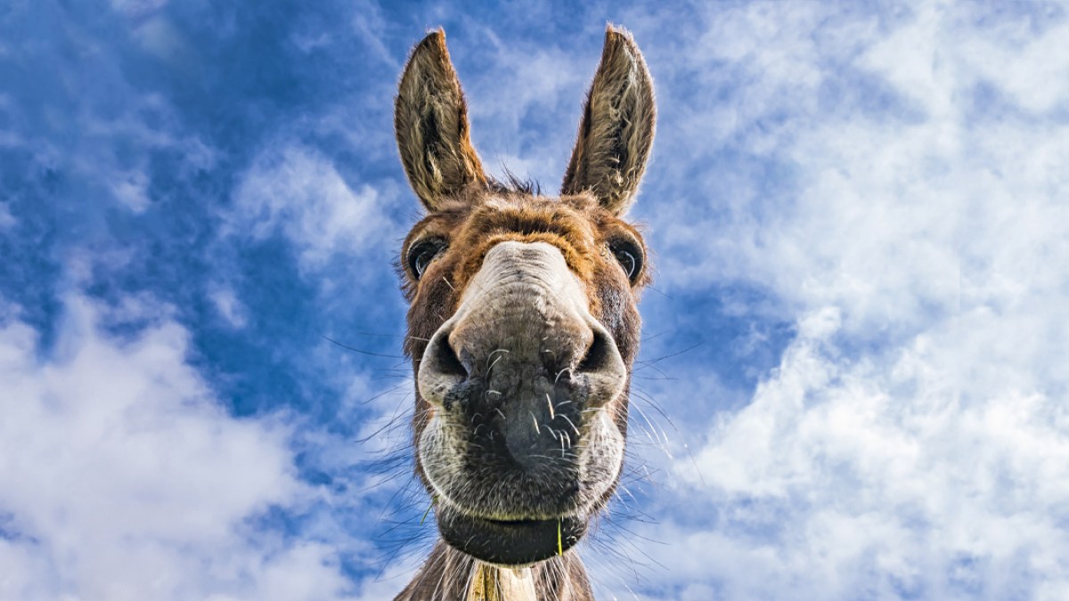 DONKEY,FACE