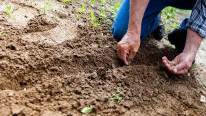 GARDENING