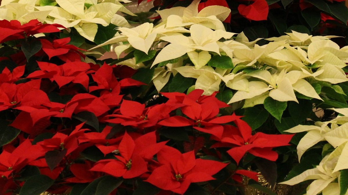 POINSETTIAS